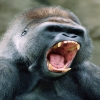 theduroche's Avatar