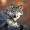 The Wolf's Avatar