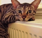 Roncat816's Avatar