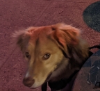 elfolan's Avatar