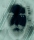 hesh.monster's Avatar